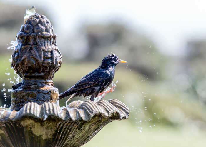 Bird, wet from the water, sat on the edge of a bird bath water feature looking out