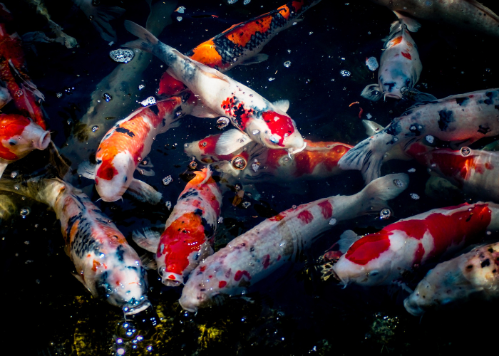 Multiple red and white koi nearing the pond water surface