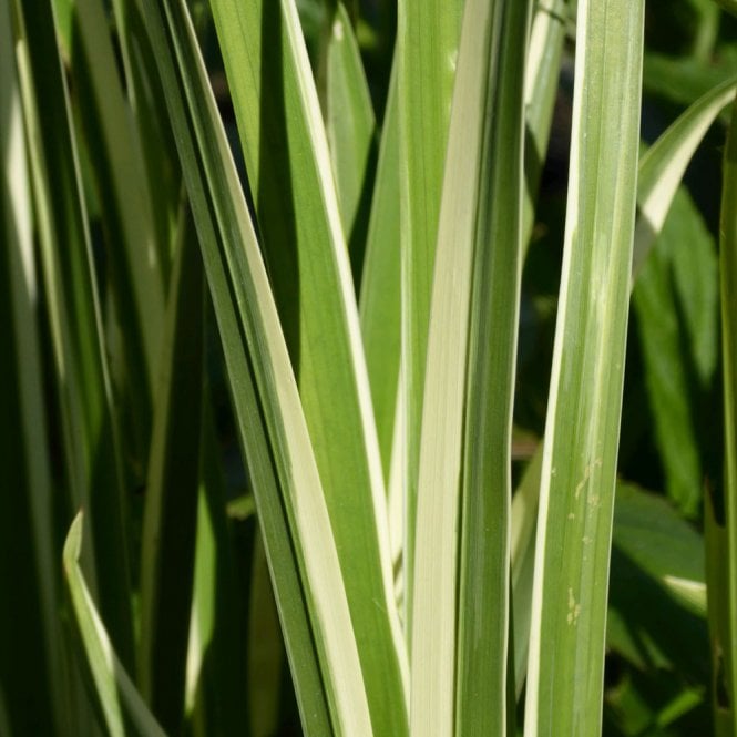 Acorus Calamus Variegatus - Variegated Sweet Flag