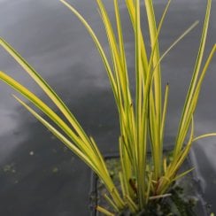 Acorus Gramineus Variegatus - Variegated Slender Sweet Flag