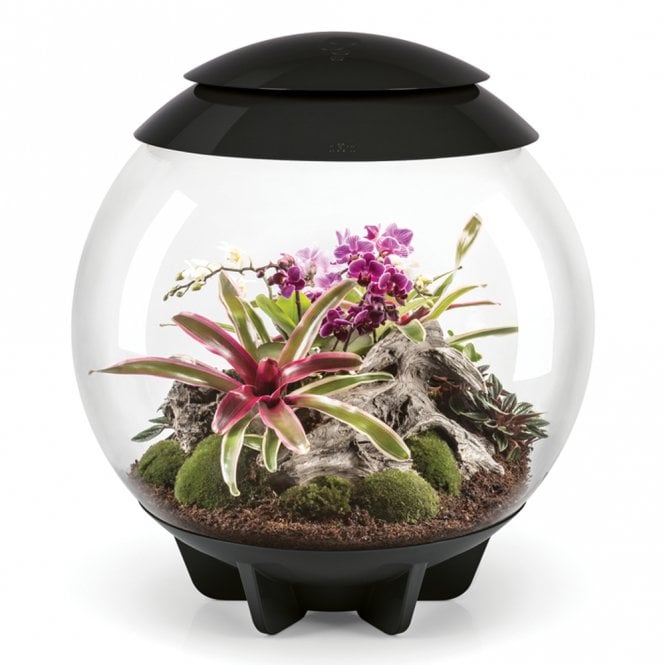 Air 60 Terrarium - Black