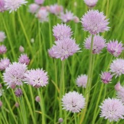 Allium Schoenoprasum - Chives