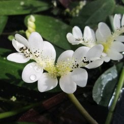 Aponogeton Distachyos - Cape Pondweed