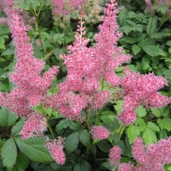 Astilbe Pink - False Goats Beard