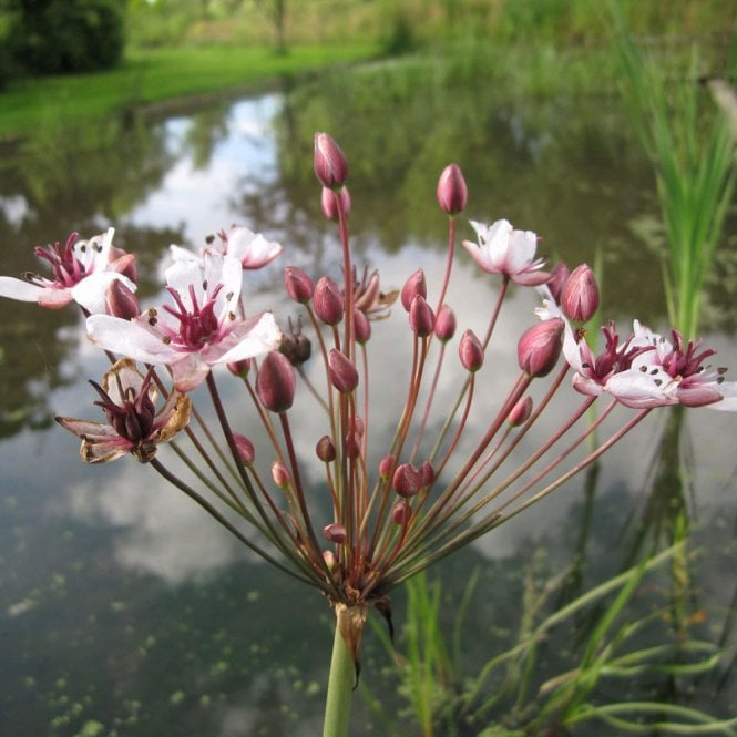 Butomus Umbellatus - Flowering Rush