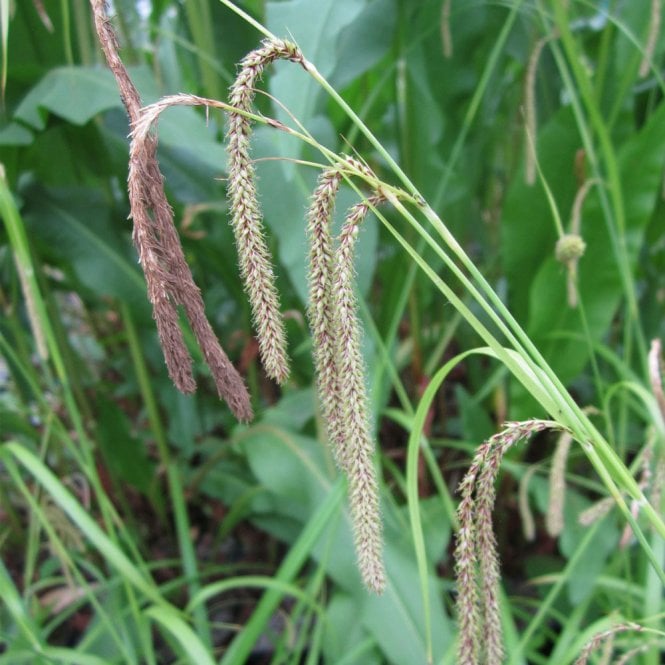 Carex Pendula - Pendulous Sedge