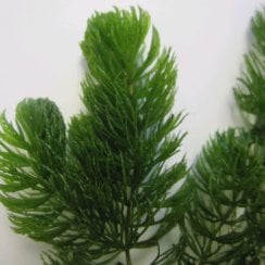 Ceratophyllum Demersum - Hornwort