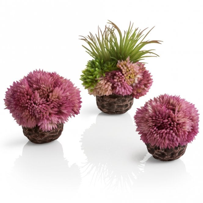 Coral Ball Set - Purple