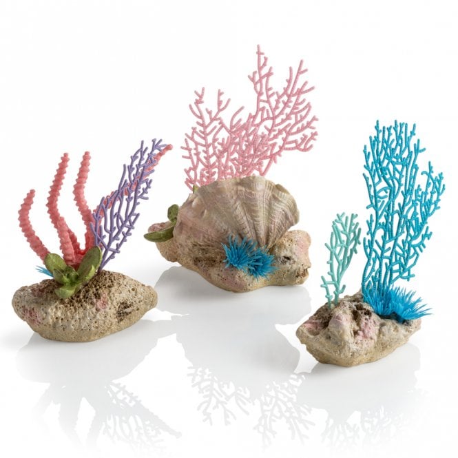 Coral Fans & Shells Set