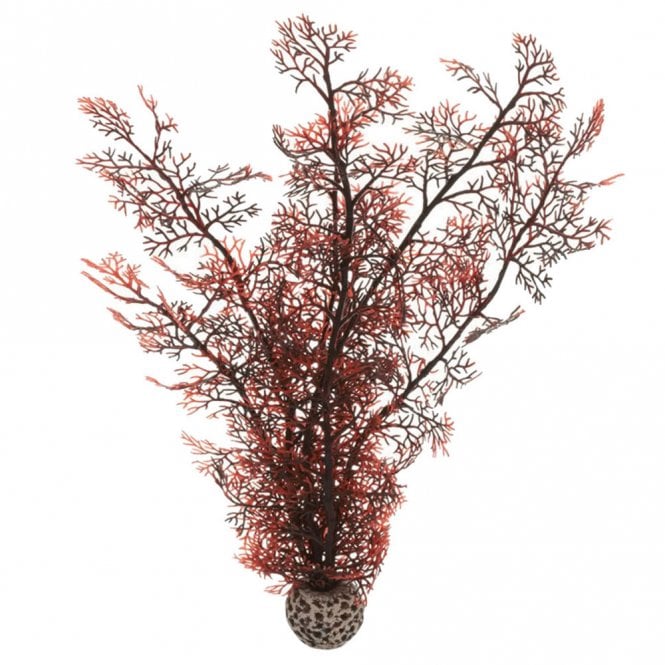 Crimson Sea Fan - Medium