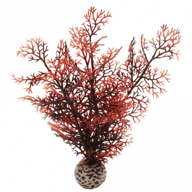 Crimson Sea Fan - Small