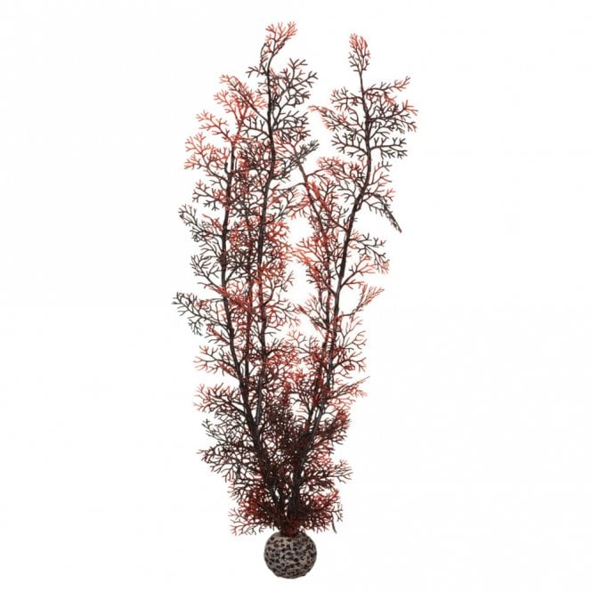 Crimson Sea Fan - X-Large