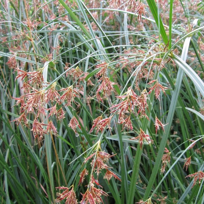 Cyperus Longus - Sweet Gallingale