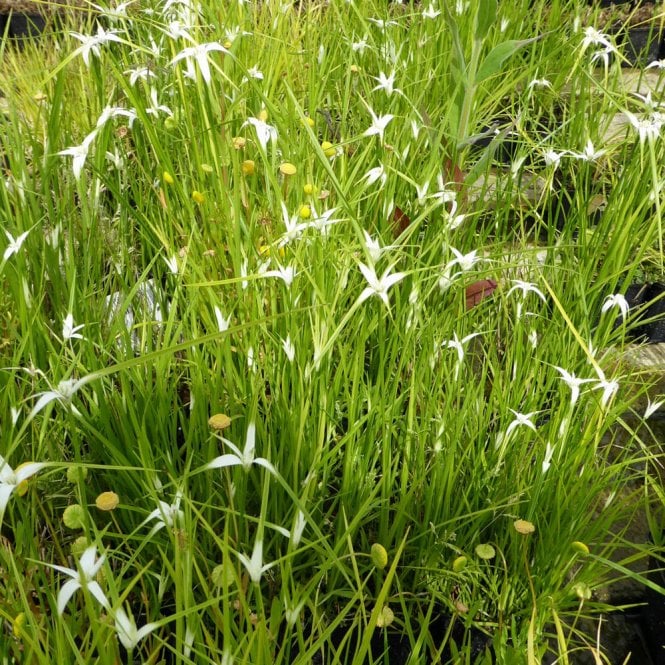 Dichromena Colorata - White Star Grass