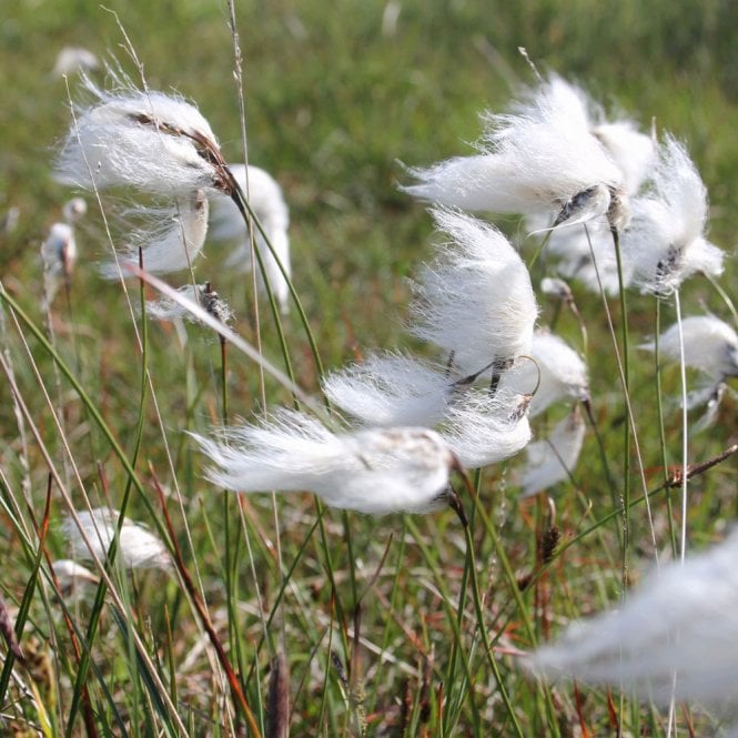 Eriophorum Angustifolium - Common Cotton Grass