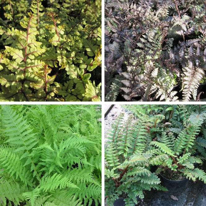 Fern Collection