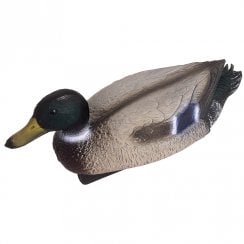 Floating Mallard Duck Drake