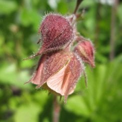 Geum Rivale - Water Avens