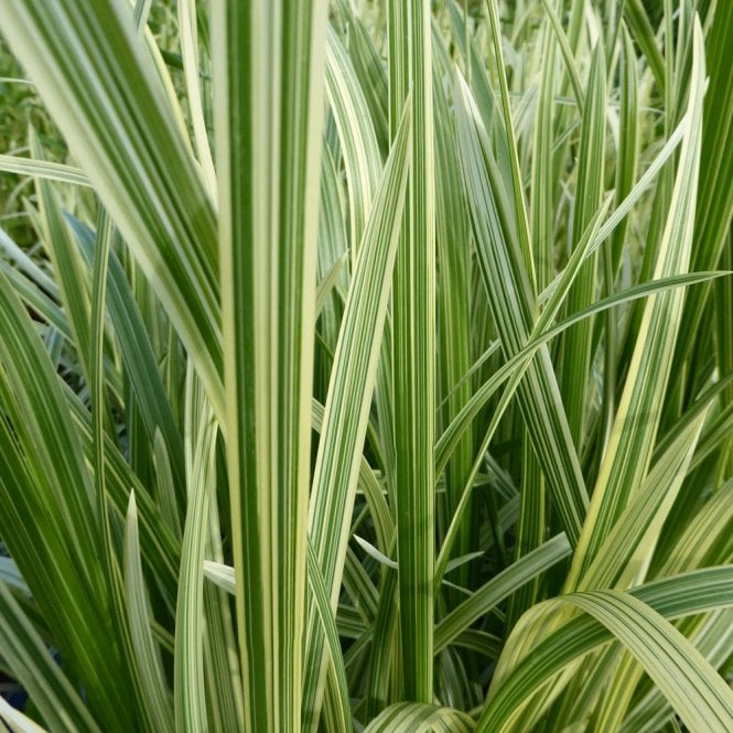 Glyceria Maxima Variegata - Variegated Reed Sweet Grass