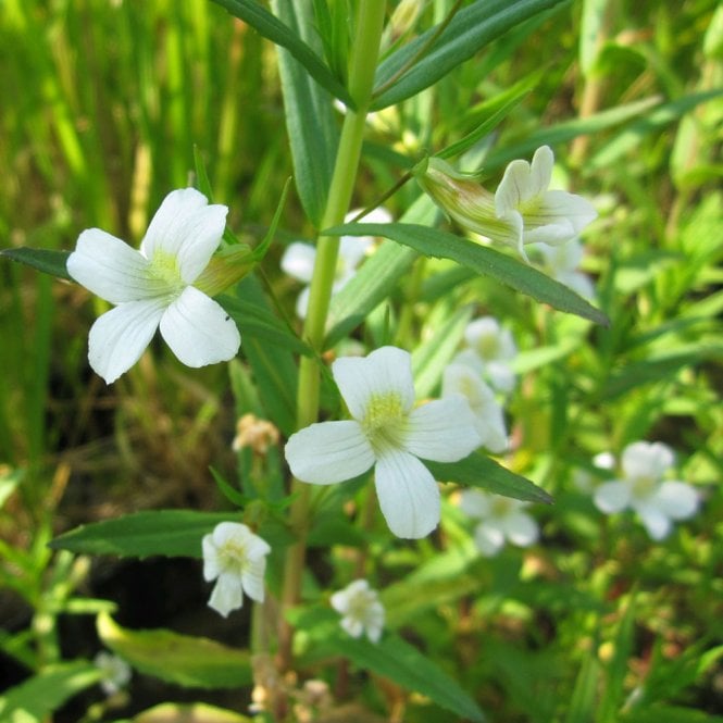 Gratiola Officinalis - Hedge Hyssop