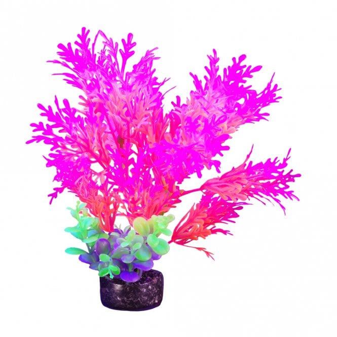 iGlo Plant Pink Tipped Wisteria Mix 19cm