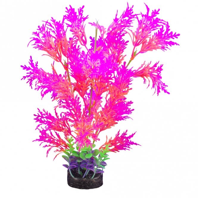 iGlo Plant Pink Tipped Wisteria Mix 32cm