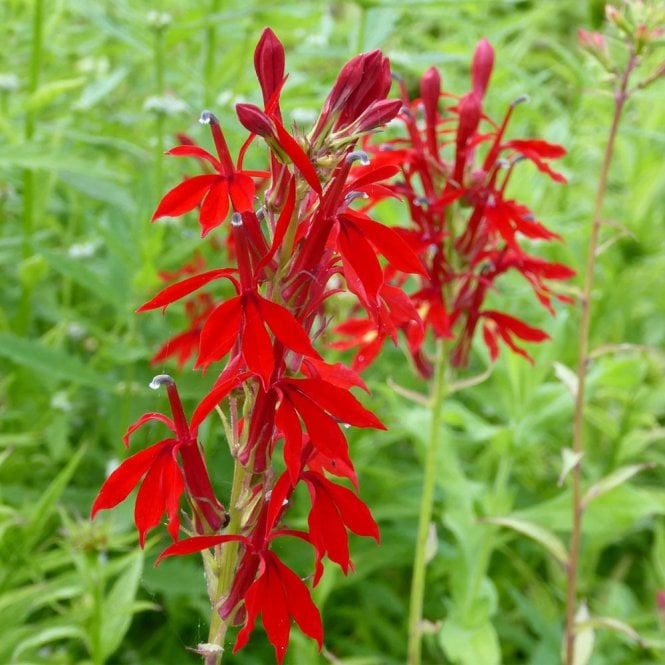 Lobelia Cardinalis - Cardinal Flower