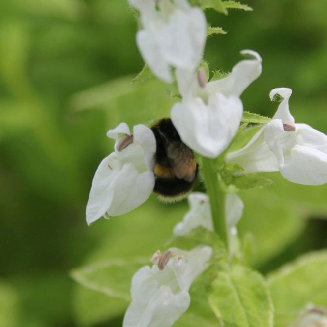 Lobelia Siphilitica Alba - White Cardinal Flower