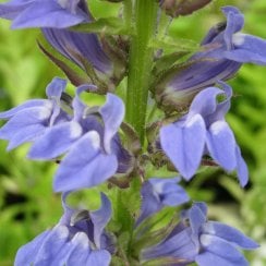 Lobelia Siphilitica - Great Blue Lobelia