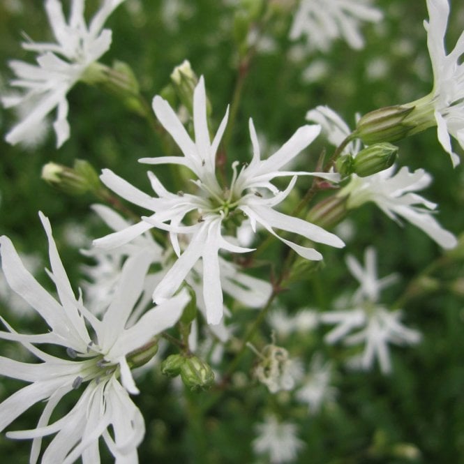 Lychnis Flos Cuculi White Robin - White Ragged Robin