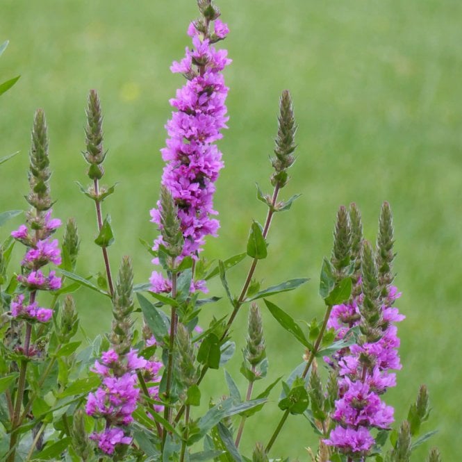 Lythrum Salicaria - Purple Loosestrife