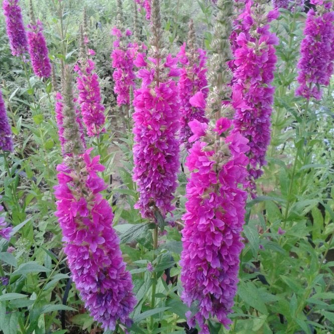 Lythrum Salicaria Robert - Loosestrife