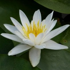 Nymphaea Alba - White Lily