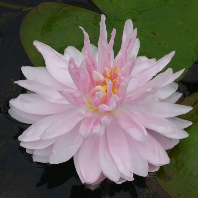 Nymphaea Gloire Temple Sur Lot