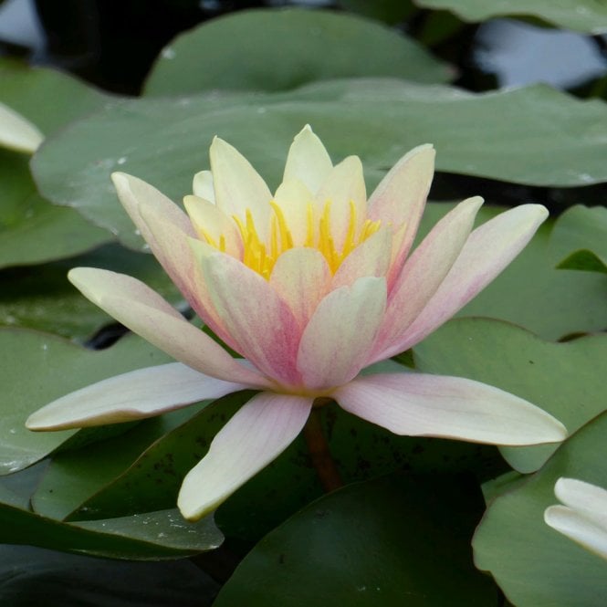 Nymphaea Paul Hariot