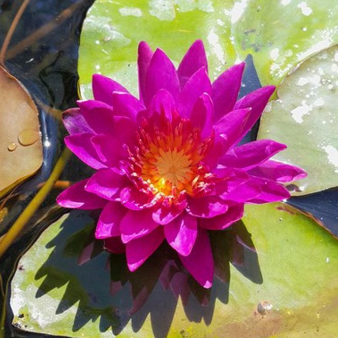 Nymphaea Purple Fantasy