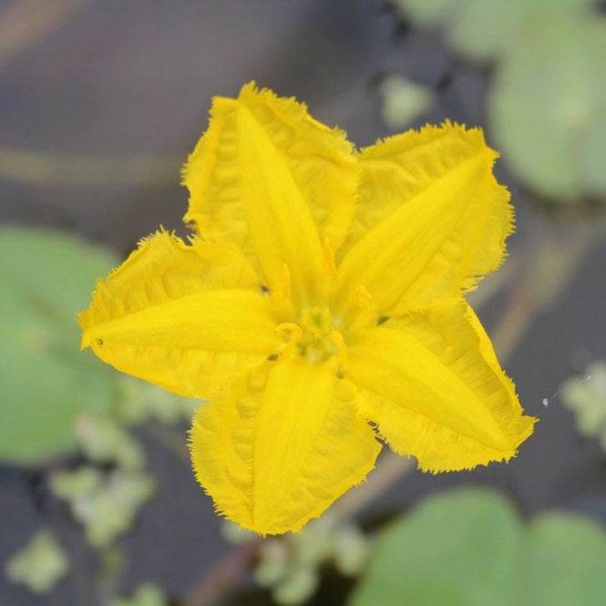 Nymphoides Peltata - Fringed Water Lily