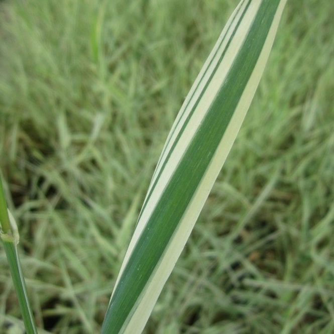 Phalaris Arundinacea Variegata Picta - Gardeners Garters