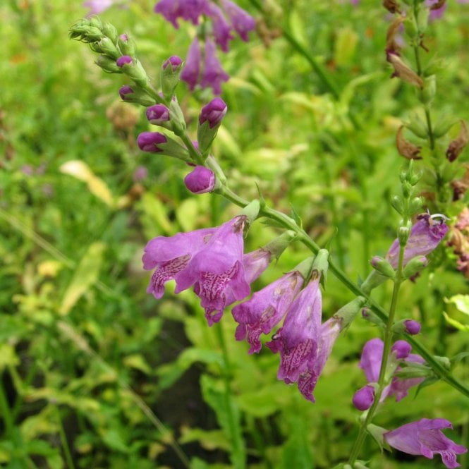 Physostegia Virginiana - Obedient Plant