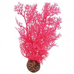 Pink Sea Fan - Small