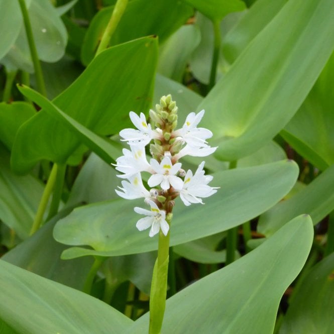 Pontederia Cordata Alba - White Pickerel Weed