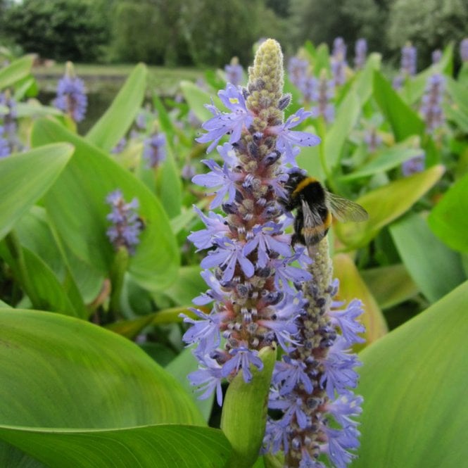 Pontederia Cordata - Pickerel Weed