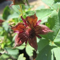 Potentilla Palustris - Marsh Cinquefoil