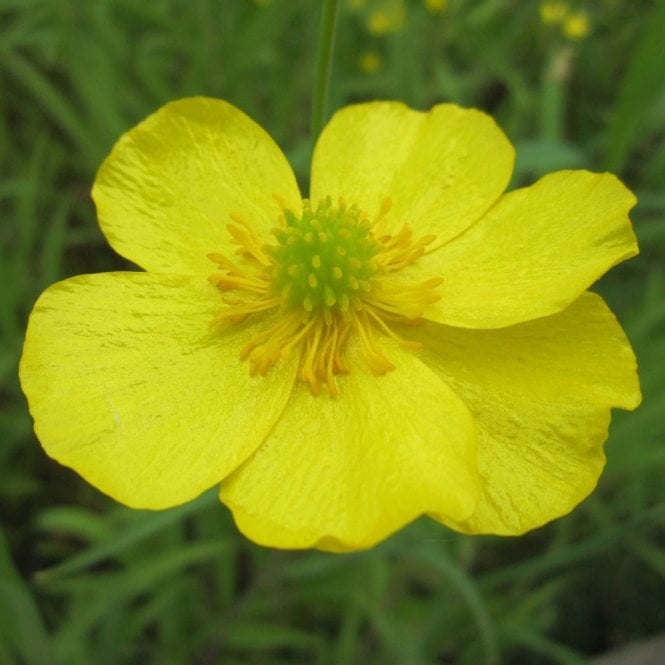 Ranunculus Flammula - Lesser Spearwort