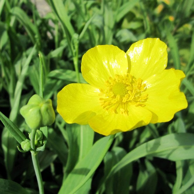 Ranunculus Lingua Grandiflorus - Greater Spearwort