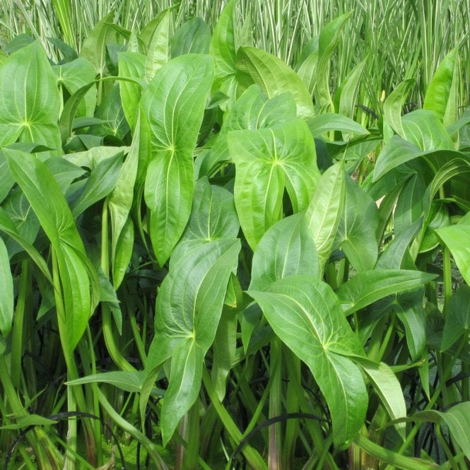 Sagittaria Latifolia - Duck Potato