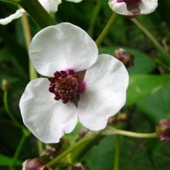 Sagittaria Sagittifolia - Arrowhead