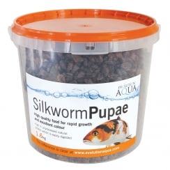 Silkworm Pupae