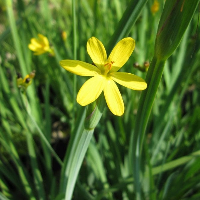 Sisyrinchium Californicum - Yellow Eyed Grass