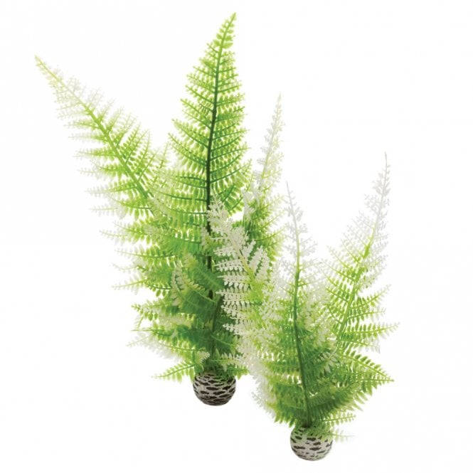 Winter Ferns Plant Pack